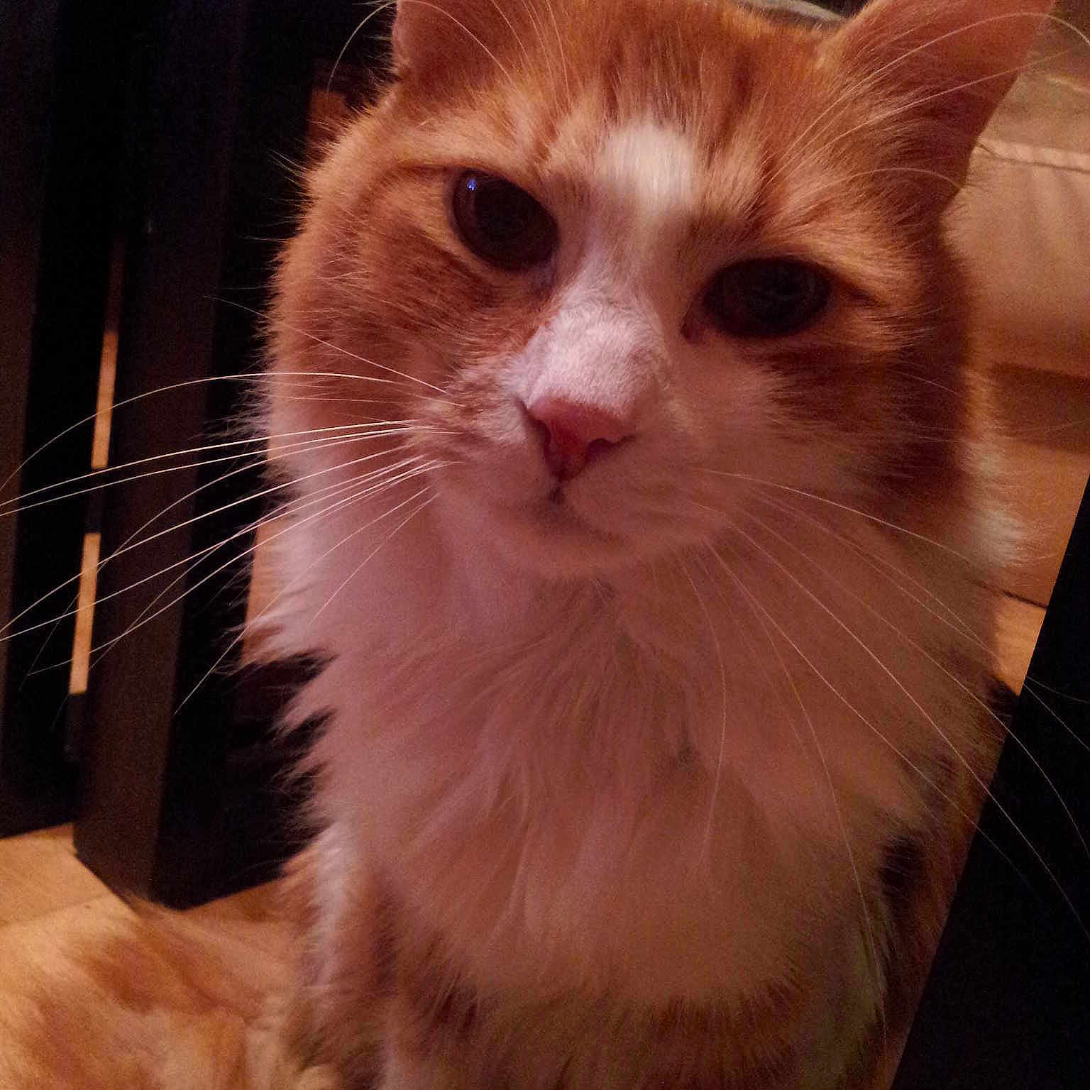 Elvis