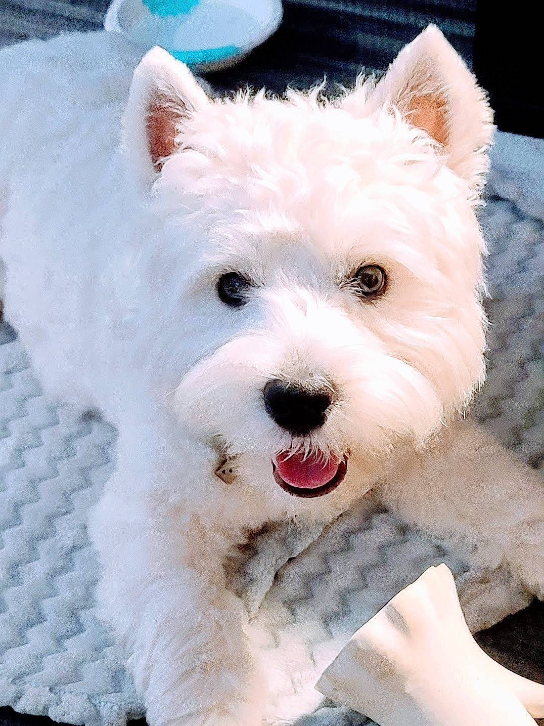 Finn joined the competition — help win amazing prizes! canidae, carnivore, collar, companion_dog, dog, dog_breed, dog_collar, dog_supply, ear, fashion_accessory, fur, maltepoo, non_sporting_group, small_terrier, snout, terrestrial_animal, terrier, toy_dog, working_animal