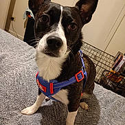 Susieq is registered to the contest to win money with this photo: dog, pet, harness, black_and_white, indoor, blanket, bedroom, crate, curious, canine, animal, furniture, floor, domestic, looking, ears, white_paws, close_up, young_dog, companion