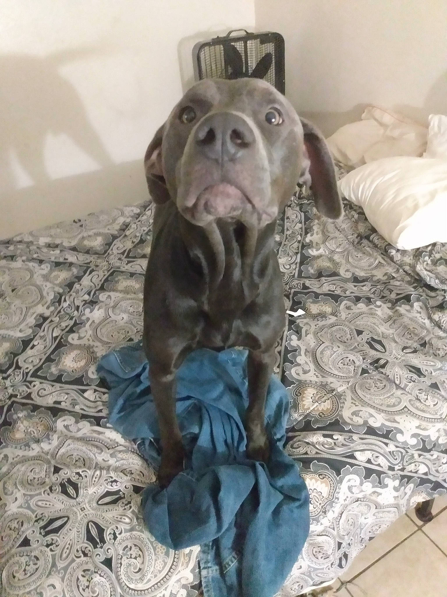 Duke