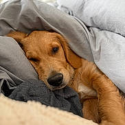 Aïko a rejoint le concours — aidez-le/la à gagner de superbes lots ! dog, golden_retriever, puppy, blanket, gray_blanket, cozy, sleepy, snuggling, indoors, bed, soft, cute, fur, pet, animal, resting, warm, comfort, closeup, relaxation