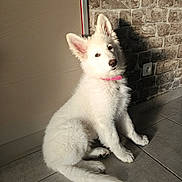 Balie participe au concours pour gagner de l'argent avec cette photo : animal, companion, curious, cute, dog, domestic_animal, ears_up, fluffy, indoor, pet, pink_collar, portrait, puppy, shadow, sitting, stone_wall, sunlight, tile_floor, white_dog, young_dog