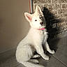 animal, companion, curious, cute, dog, domestic_animal, ears_up, fluffy, indoor, pet, pink_collar, portrait, puppy, shadow, sitting, stone_wall, sunlight, tile_floor, white_dog, young_dog