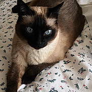 Daisy participe au concours pour gagner de l'argent avec cette photo : cat, siamese_cat, blue_eyes, pet, animal, feline, bed, bedspread, floral_pattern, indoor, resting, fur, whiskers, paw, relaxed, cute, domestic_animal, looking_at_camera, close_up, lying_down