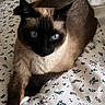 cat, siamese_cat, blue_eyes, pet, animal, feline, bed, bedspread, floral_pattern, indoor, resting, fur, whiskers, paw, relaxed, cute, domestic_animal, looking_at_camera, close_up, lying_down