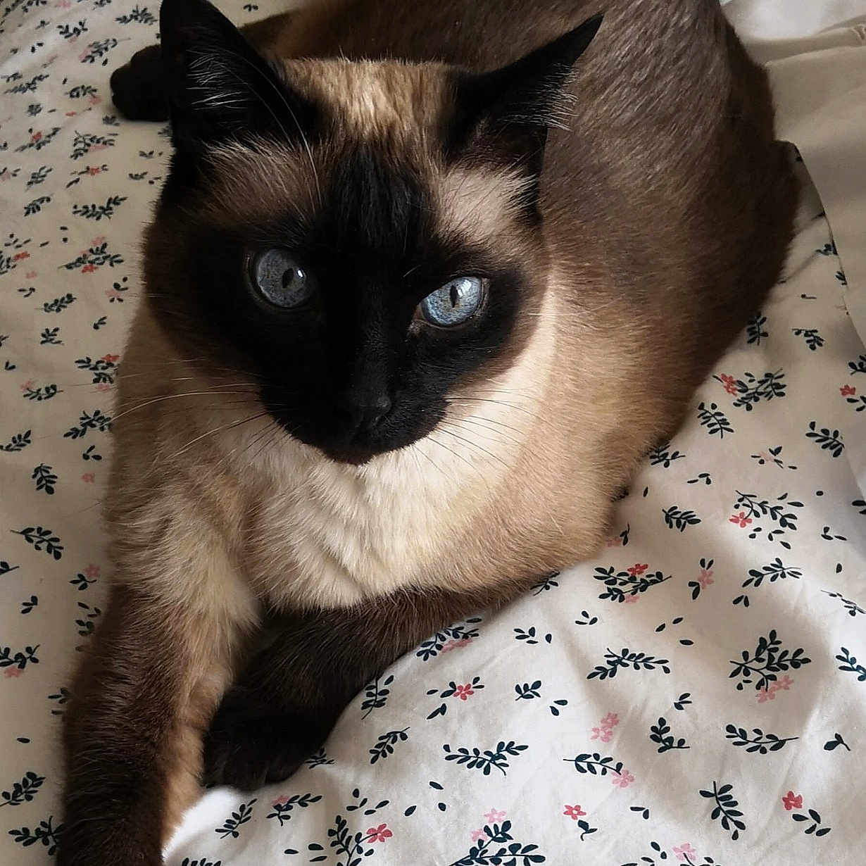 Daisy participe au concours pour gagner de l'argent avec cette photo : cat, siamese_cat, blue_eyes, pet, animal, feline, bed, bedspread, floral_pattern, indoor, resting, fur, whiskers, paw, relaxed, cute, domestic_animal, looking_at_camera, close_up, lying_down