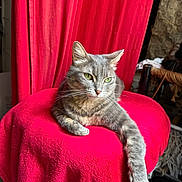 Grisette a rejoint le concours — aidez-le/la à gagner de superbes lots ! cat, gray_tabby, green_eyes, red_cloth, red_curtain, chair, indoor, relaxed, feline, pet, whiskers, paws, resting, cozy, furniture, domestic_animal, portrait, animal, soft_texture, background