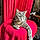 Grisette