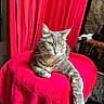 cat, gray_tabby, green_eyes, red_cloth, red_curtain, chair, indoor, relaxed, feline, pet, whiskers, paws, resting, cozy, furniture, domestic_animal, portrait, animal, soft_texture, background
