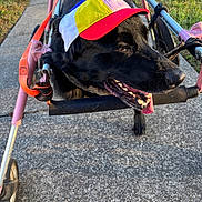 Daisy joined the competition — help win amazing prizes! black_dog, canine, closeup, colorful_hat, daytime, dog, grass, happy, metal_frame, mobility_aid, outdoor, pet, propeller_hat, sidewalk, smiling, sunlight, tongue_out, walking_aid, wheelchair, wheels