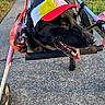 black_dog, canine, closeup, colorful_hat, daytime, dog, grass, happy, metal_frame, mobility_aid, outdoor, pet, propeller_hat, sidewalk, smiling, sunlight, tongue_out, walking_aid, wheelchair, wheels