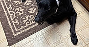 Daisy joined the competition — help win amazing prizes! animal, black_dog, bunny_ears, canine, companion, costume, cute, decor, dog, domestic, floor, funny, home, indoor, pet, portrait, resting, rug, tile_floor, wooden_cabinet