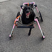 Daisy joined the competition — help win amazing prizes! dog, black_dog, wheelchair, disability_aid, outdoor, pavement, happy, tongue_out, pet, canine, mobility_aid, four_wheels, support, animal, assistive_device, smiling, walking_aid, wheelchair_dog, disabled_dog, playful