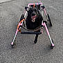 dog, black_dog, wheelchair, disability_aid, outdoor, pavement, happy, tongue_out, pet, canine, mobility_aid, four_wheels, support, animal, assistive_device, smiling, walking_aid, wheelchair_dog, disabled_dog, playful
