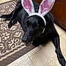 Daisy joined the competition — help win amazing prizes! animal, black_dog, bunny_ears, canine, carpet, costume, cute, dog, domestic, floor, fur, home, indoor, looking_up, lying_down, pet, playful, portrait, tile_floor, wooden_cabinet