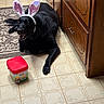 Daisy joined the competition — help win amazing prizes! animal, black_dog, bunny_ears, cabinet, costume, cute, dog, domestic, floor, happy, household, indoor, kitchen, lying_down, milk_bone, pet, playful, smiling, tile_floor, treat_container