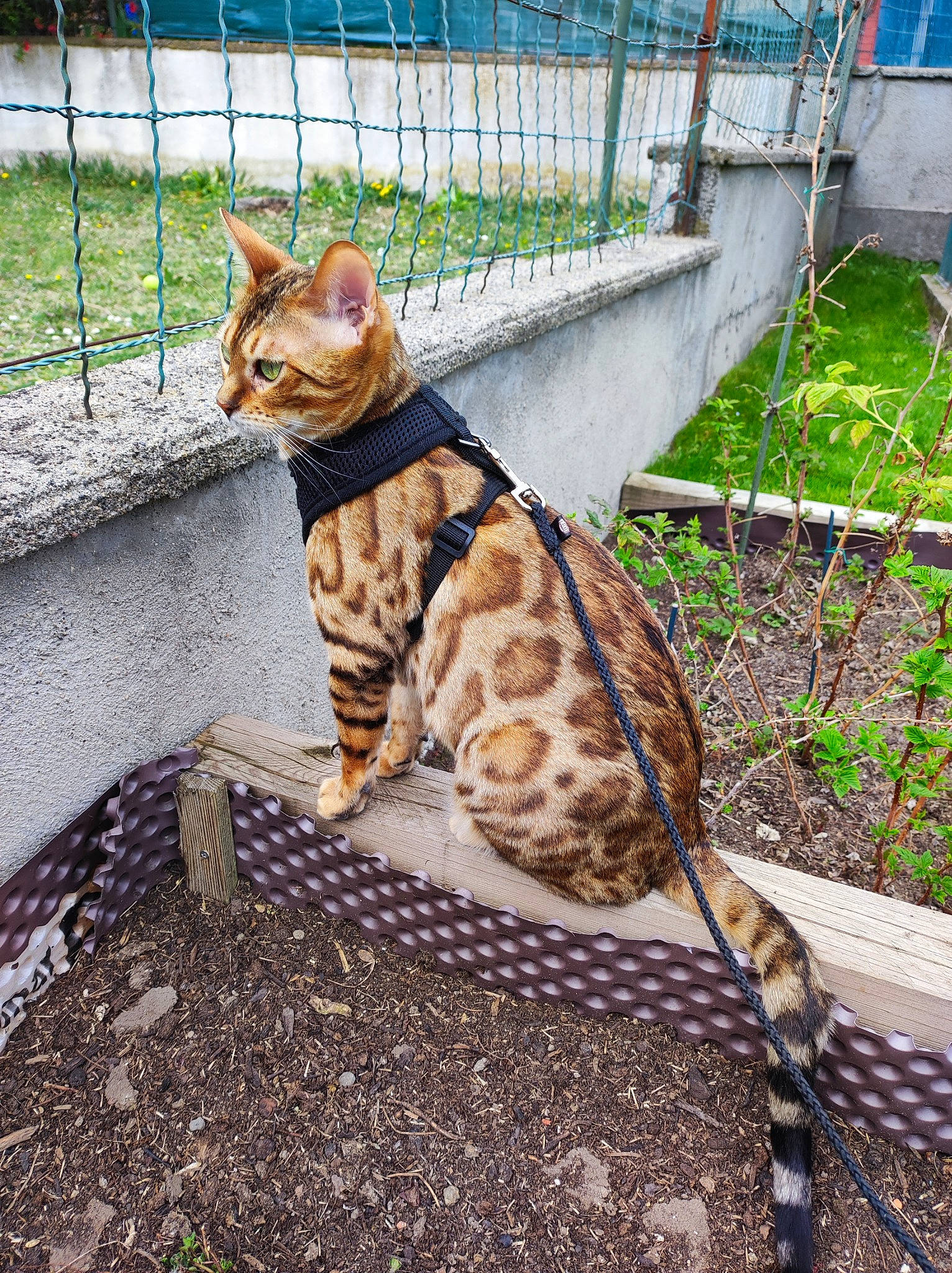 Raïa participe au concours pour gagner de l'argent avec cette photo : carnivore, cat, domestic_short_haired_cat, fawn, felidae, fence, fur, grass, plant, road_surface, sitting, small_to_medium_sized_cats, snout, soil, tail, terrestrial_animal, tree, vertebrate, whiskers, wildlife