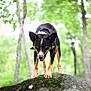 dog, animal, forest, nature, rock, moss, outdoor, canine, pet, black_fur, brown_fur, ears, eyes, legs, tree, greenery, wildlife, alert, standing, collar