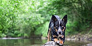 Krue is registered to the contest to win money with this photo: dog, animal, water, stream, rock, forest, greenery, outdoor, nature, canine, pet, alert, wet, fur, ears, snout, paws, wildlife, landscape, daytime