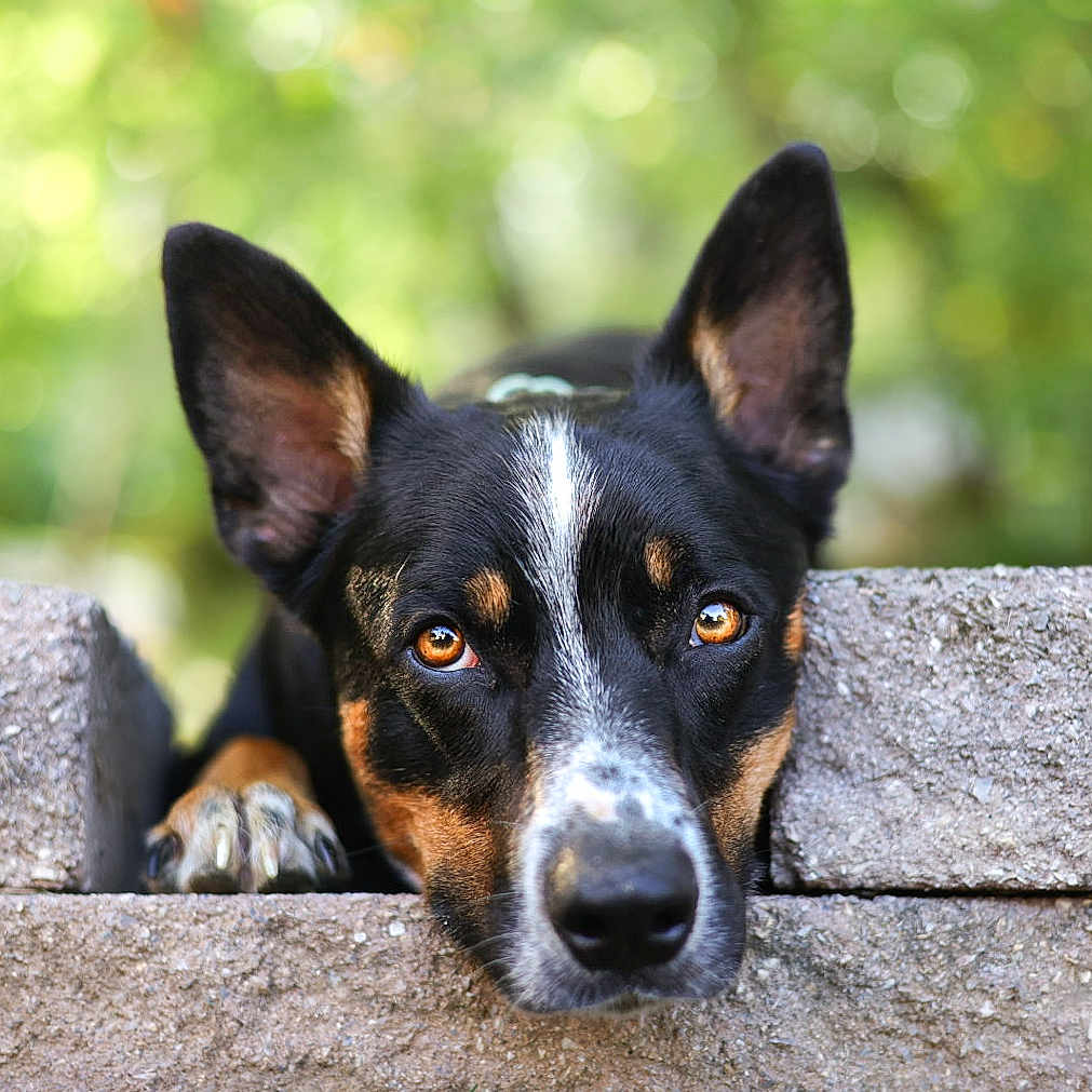 Krue joined the competition — help win amazing prizes! alert, animal, black_fur, blurred_background, brown_fur, closeup, curious, dog, ears, eyes, face, nature, nose, outdoor, paw, pet, portrait, resting, stone_wall, white_markings