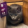 kitten, gray_cat, indoor, furniture, cozy, curious, pet, animal, floor, small, cute, young, ears, whiskers, eyes, resting, hidden, domestic_cat, feline, soft