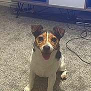 Millie joined the competition — help win amazing prizes! dog, pet, indoor, carpet, happy, tongue_out, ears_up, tricolor, small_dog, floor, furniture, living_room, cute, smiling, animal, canine, domestic, companion, sitting, home