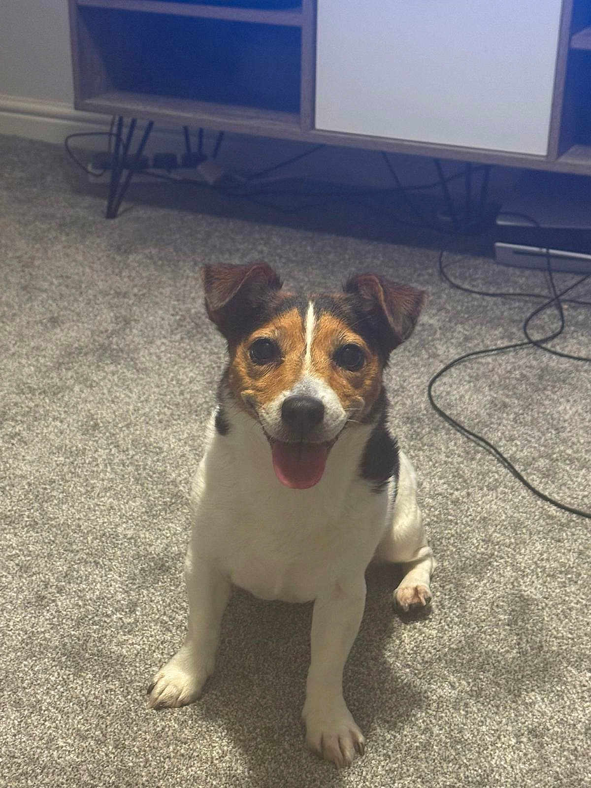 Millie joined the competition — help win amazing prizes! dog, pet, indoor, carpet, happy, tongue_out, ears_up, tricolor, small_dog, floor, furniture, living_room, cute, smiling, animal, canine, domestic, companion, sitting, home