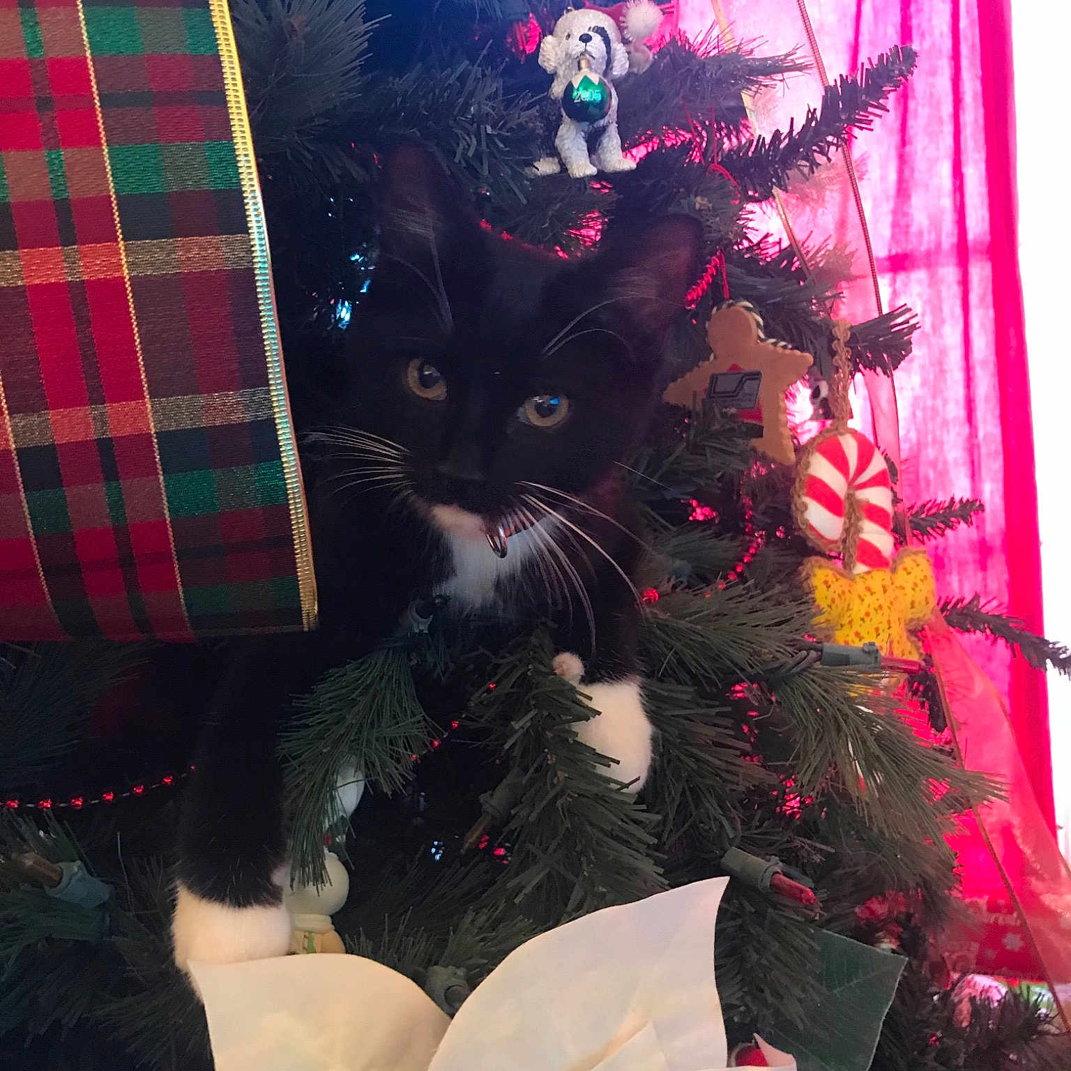 Owen joined the competition — help win amazing prizes! cat, christmas, christmas_decoration, christmas_tree, event, holiday, mammal, pink, red, small_to_medium_sized_cats, vertebrate, whiskers