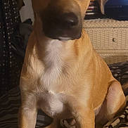 Buck joined the competition — help win amazing prizes! dog, tan_dog, pet, indoor, blanket, striped_blanket, furniture, cozy, canine, sitting, brown, ears, animal, companion, portrait, domestic, relaxed, cute, fur, house