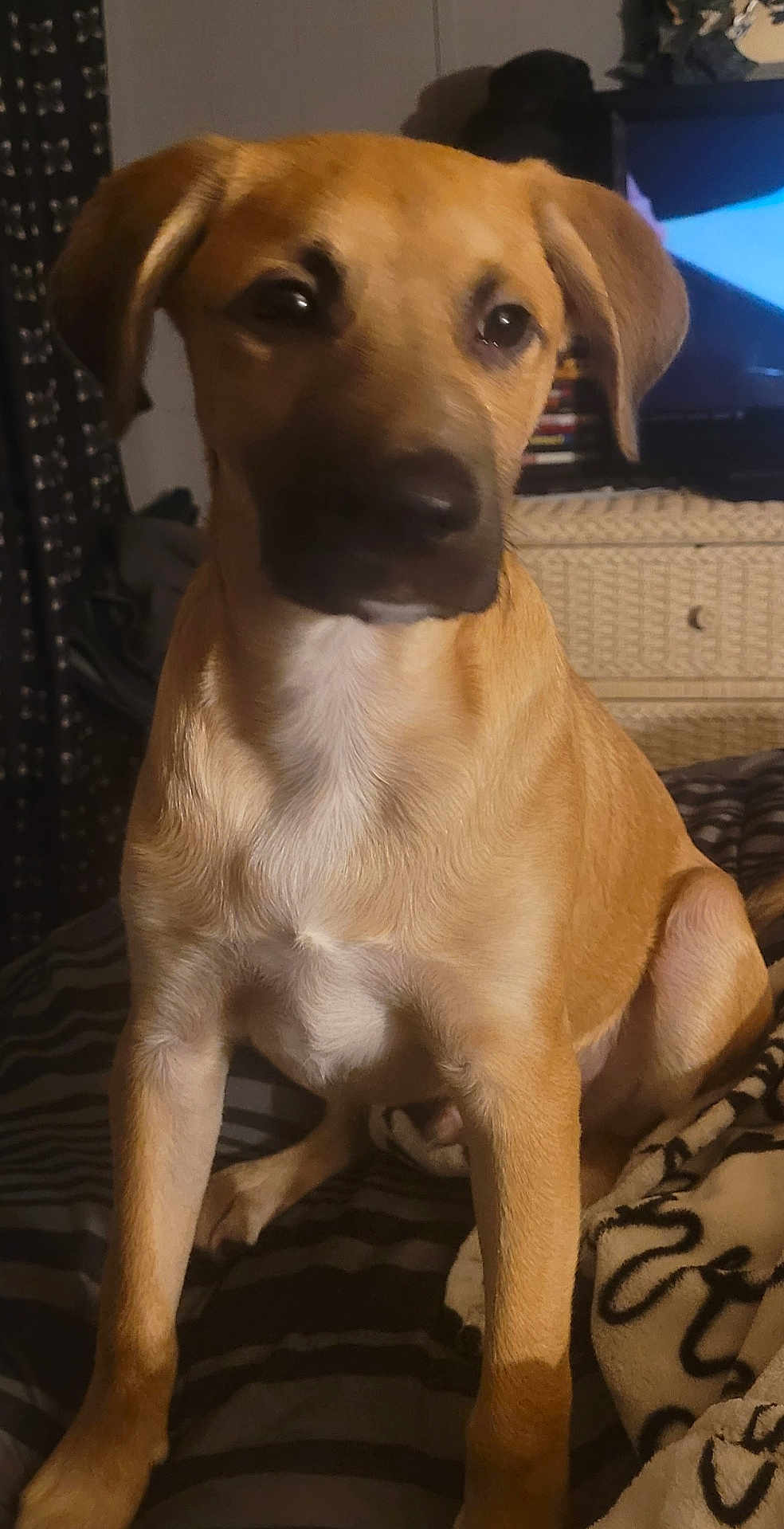 Buck joined the competition — help win amazing prizes! dog, tan_dog, pet, indoor, blanket, striped_blanket, furniture, cozy, canine, sitting, brown, ears, animal, companion, portrait, domestic, relaxed, cute, fur, house