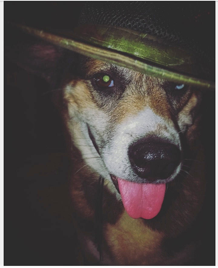 Demon is registered to the contest to win money with this photo: ancient_dog_breeds, art, beauty, carnivore, companion_dog, dog, dog_breed, electronic_device, eye, firefighter, fur, jaw, photo_caption, rectangle, snout, square, terrestrial_animal, whiskers, working_animal, working_dog