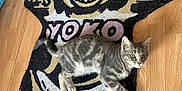 Yoko participe au concours pour gagner de l'argent avec cette photo : cat, gray_tabby, rug, floor, wooden_floor, cartoon_rug, indoor, pet, animal, playful, patterned_rug, curious, feline, home, relaxed, colorful, decor, cute, whiskers, paws