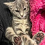 Yoko participe au concours pour gagner de l'argent avec cette photo : kitten, cat, paw_pads, gray_tabby, fluffy_blanket, pink_blanket, black_fabric, cute, relaxed, sleepy, pet, animal, feline, close_up, indoor, soft_texture, whiskers, ears, fur, resting