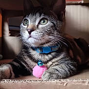 Simba joined the competition — help win amazing prizes! abyssinian, animal, architecture, bodypart, box, building, cat, den, egyptiancat, face, head, indoors, interiordesign, kitten, manx, mouth, outdoors, person, pet, shelter