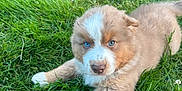 Woody participe au concours pour gagner de l'argent avec cette photo : puppy, dog, grass, outdoor, blue_eyes, fur, cute, pet, animal, young_dog, nature, playful, canine, adorable, laying_down, greenery, fluffy, small, mammal, friendly