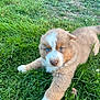 puppy, dog, grass, outdoor, blue_eyes, fur, cute, pet, animal, young_dog, nature, playful, canine, adorable, laying_down, greenery, fluffy, small, mammal, friendly