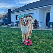 Woody a rejoint le concours — aidez-le/la à gagner de superbes lots ! dog, grass, ball, house, outdoor, pet, playing, yard, happy, canine, blue_sky, greenery, daytime, fur, animal, toy, nature, domestic_animal, mammal, smiling