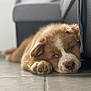 Woody a rejoint le concours — aidez-le/la à gagner de superbes lots ! puppy, dog, brown, white, blue_eyes, floor, tile, couch, indoor, resting, sleepy, close_up, pet, young_dog, fur, paw, cute, cozy, animal, portrait