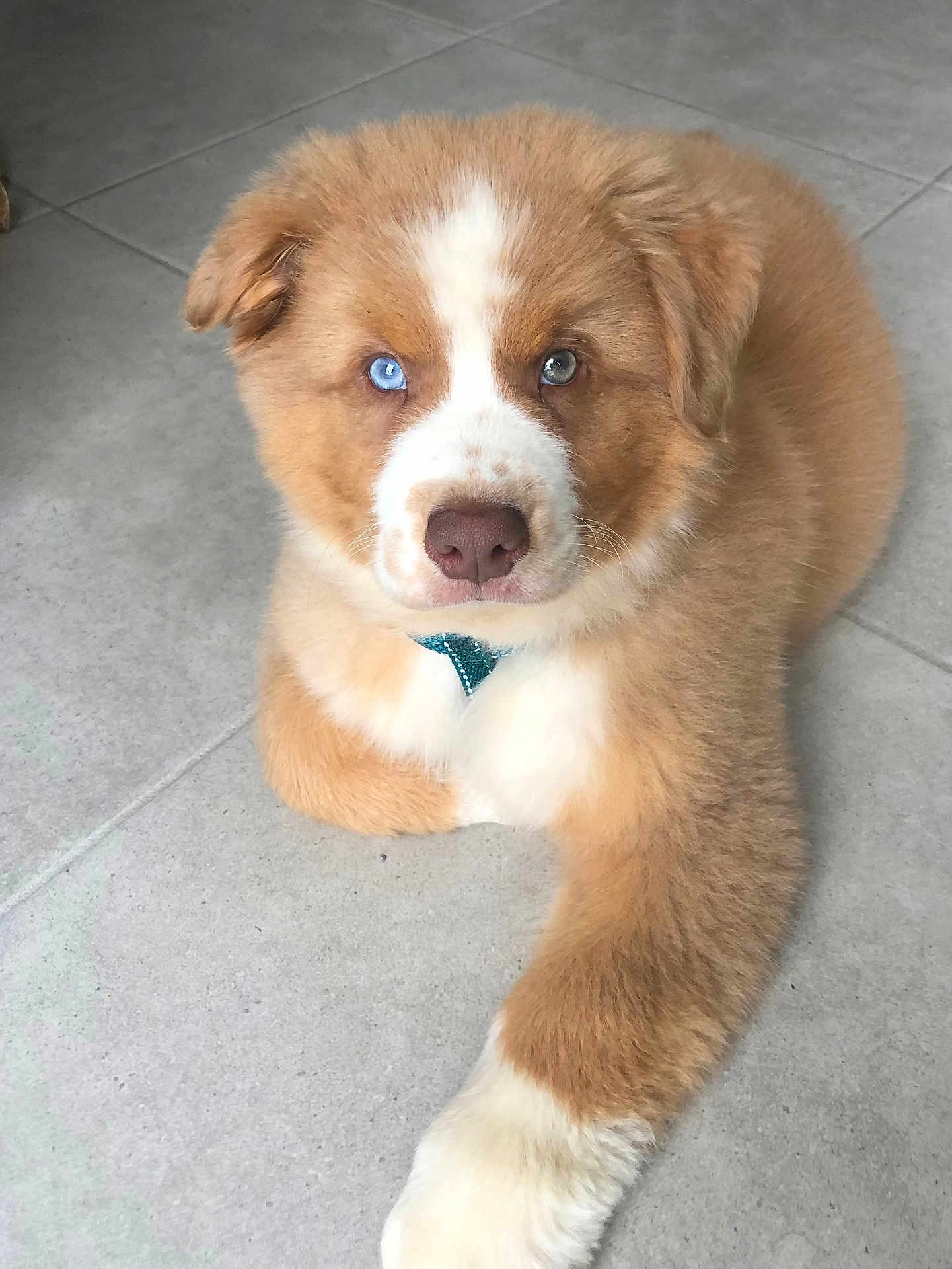 Woody a rejoint le concours — aidez-le/la à gagner de superbes lots ! puppy, dog, heterochromia, blue_eye, brown_eye, fluffy, fur, white_markings, tile_floor, pet, animal, cute, laying_down, indoor, close_up, young, adorable, collar, paw, looking