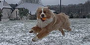 Woody a rejoint le concours — aidez-le/la à gagner de superbes lots ! dog, snow, ball, outdoor, playing, field, grass, cloudy_sky, house, winter, pet, animal, jumping, fur, happy, nature, daytime, canine, landscape, active