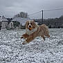 dog, snow, ball, outdoor, playing, field, grass, cloudy_sky, house, winter, pet, animal, jumping, fur, happy, nature, daytime, canine, landscape, active