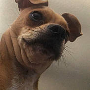 Nugget joined the competition — help win amazing prizes! animal, brown, canine, close_up, companion, curious, cute, dog, domestic, ears, expression, face, fur, indoor, looking_down, muzzle, pet, portrait, snout, whiskers