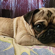 Debbie joined the competition — help win amazing prizes! dog, pug, pet, animal, cute, lying_down, sleepy, blanket, indoors, closeup, face, fur, ears, paw, resting, expression, canine, companion, mammal, adorable