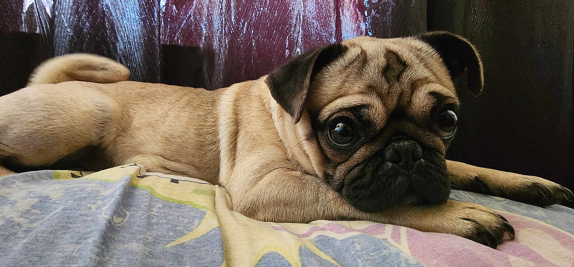 Debbie joined the competition — help win amazing prizes! dog, pug, pet, animal, cute, lying_down, sleepy, blanket, indoors, closeup, face, fur, ears, paw, resting, expression, canine, companion, mammal, adorable