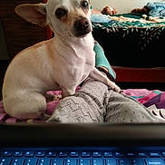 Todd joined the competition — help win amazing prizes! dog, white_dog, small_dog, pet, indoor, bed, blanket, person, lap, laptop_keyboard, furniture, plush_toy, wooden_furniture, casual_clothing, relaxed, cozy, ears, looking, home, resting