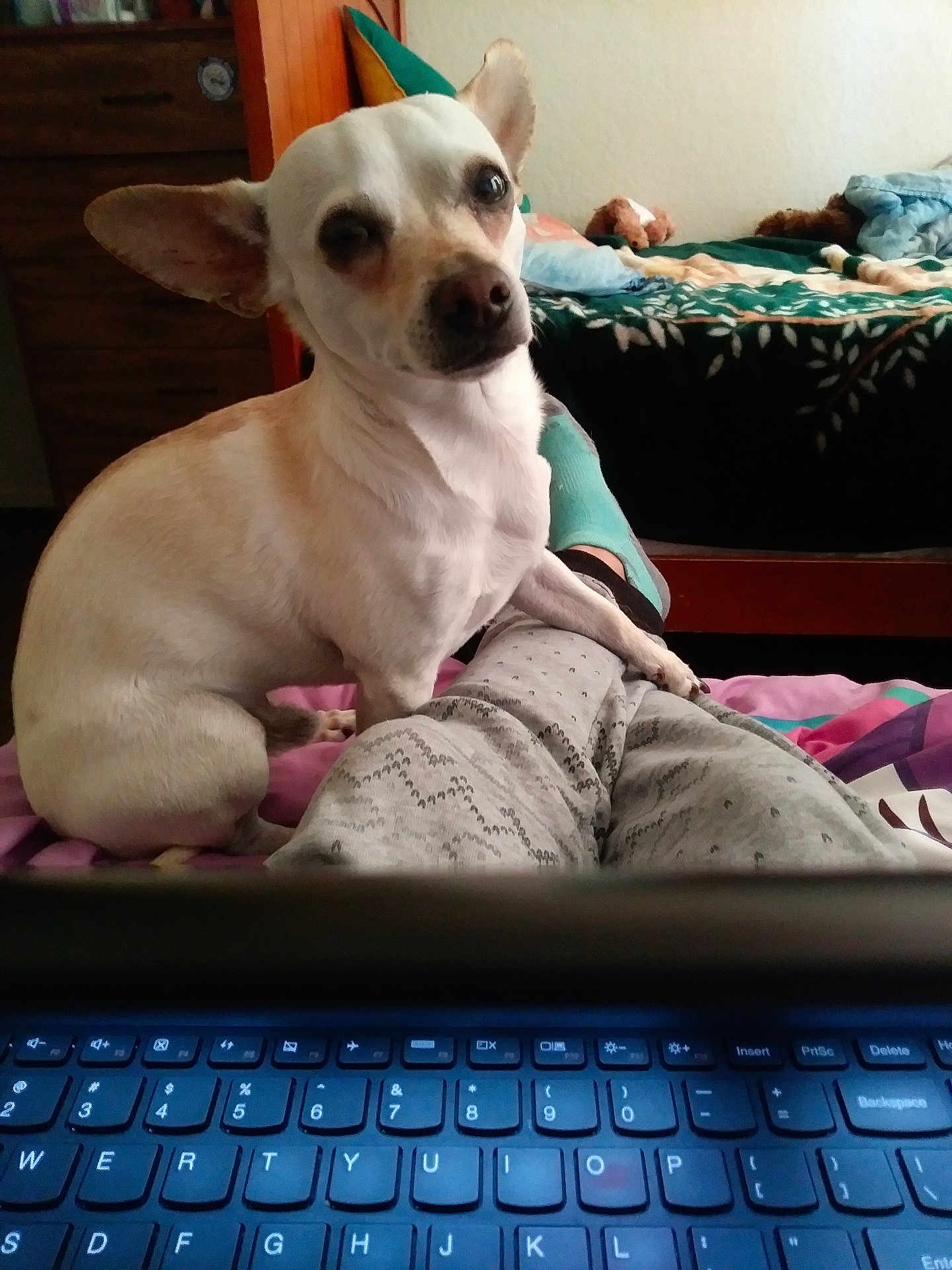 Todd joined the competition — help win amazing prizes! dog, white_dog, small_dog, pet, indoor, bed, blanket, person, lap, laptop_keyboard, furniture, plush_toy, wooden_furniture, casual_clothing, relaxed, cozy, ears, looking, home, resting