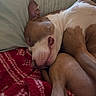 dog, sleeping, brown_and_white, blanket, pillow, indoors, cozy, resting, canine, fur, pet, relaxed, nap, animal, comfort, closeup, cute, mammal, domestic_animal, lying_down