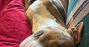 Mulder is registered to the contest to win money with this photo: animal, arm, blanket, brown_and_white, closeup, comfort, couch, cozy, dog, domestic, furniture, home, indoor, nap, pet, relaxed, resting, sleeping, snuggle, striped
