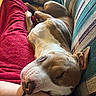 Mulder is registered to the contest to win money with this photo: dog, sleeping, resting, couch, blanket, arm, relaxed, indoor, pet, brown_and_white, closeup, comfort, cozy, animal, domestic, snuggle, furniture, striped, home, nap