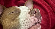 Mulder joined the competition — help win amazing prizes! dog, close_up, sleeping, relaxed, brown, white, nose, mouth, ear, fur, blanket, red, cozy, pet, animal, cute, smiling, resting, soft_texture, indoor